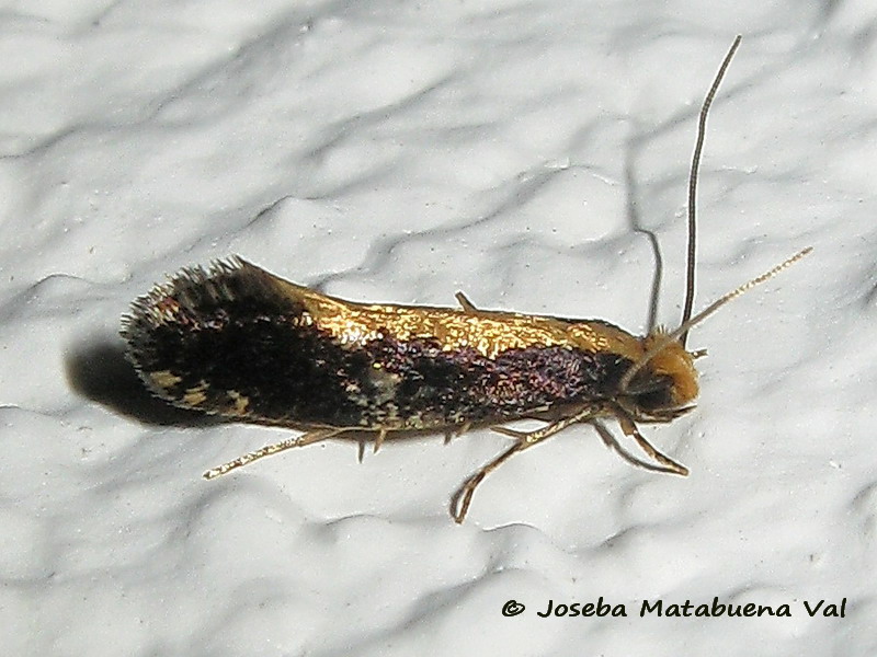 Monopis obviella - Tineidae